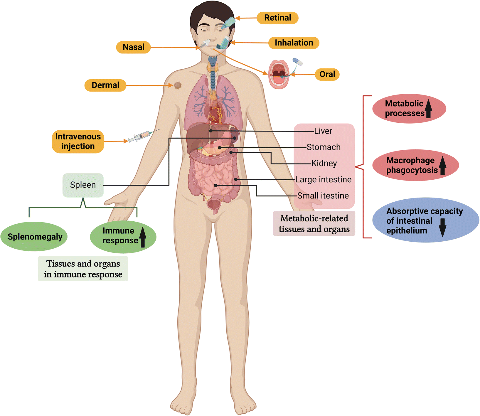 Immunotoxicity of metal and metal oxide nanoparticles: from toxic  mechanisms to metabolism and outcomes - Biomaterials Science (RSC  Publishing) DOI:10.1039/D3BM00271C