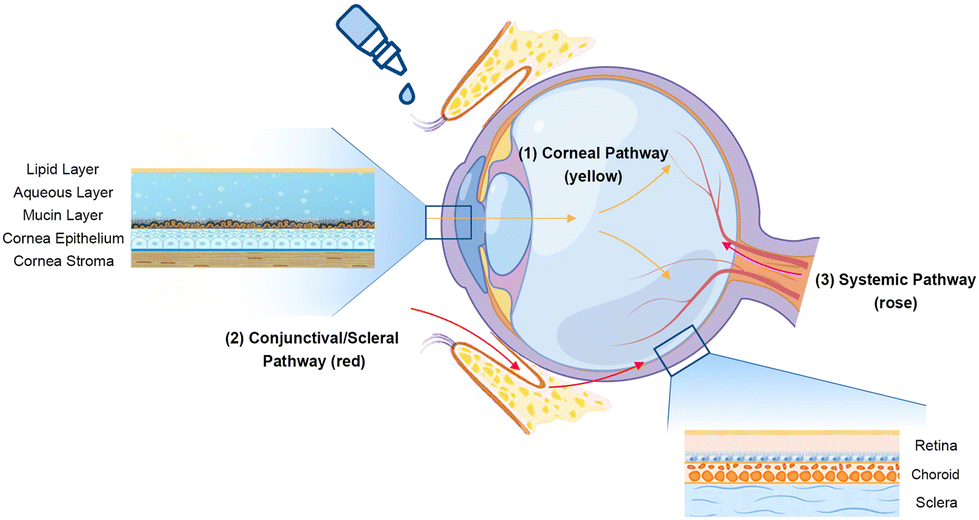 Amination-mediated nano eye-drops with enhanced corneal