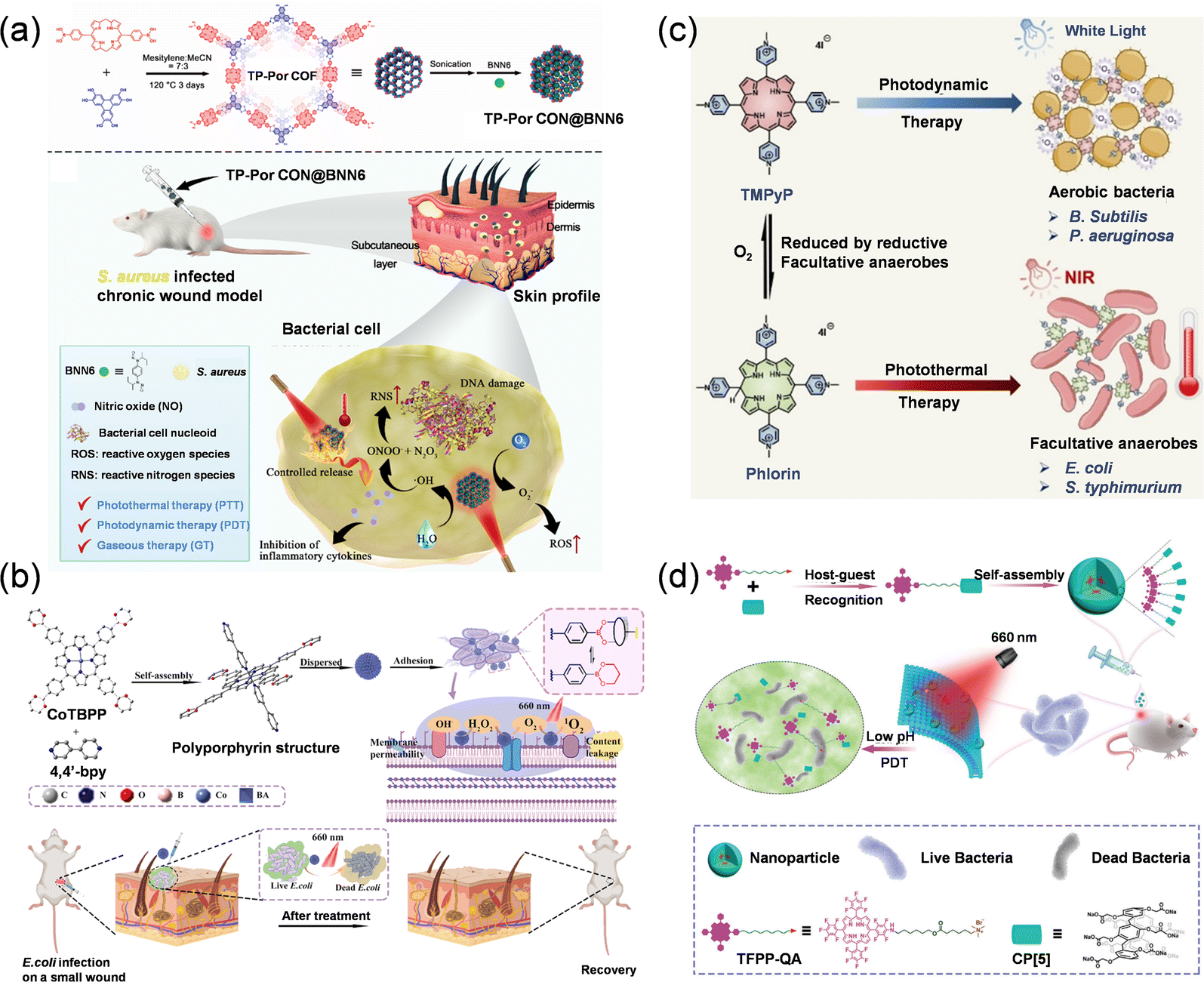 Post-translational insertion of boron in proteins to probe and