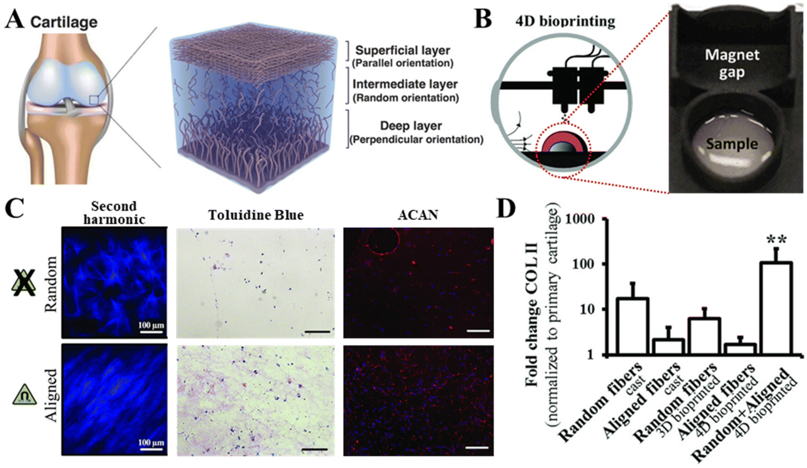 Magnetically anisotropic hydrogels for tissue engineering 