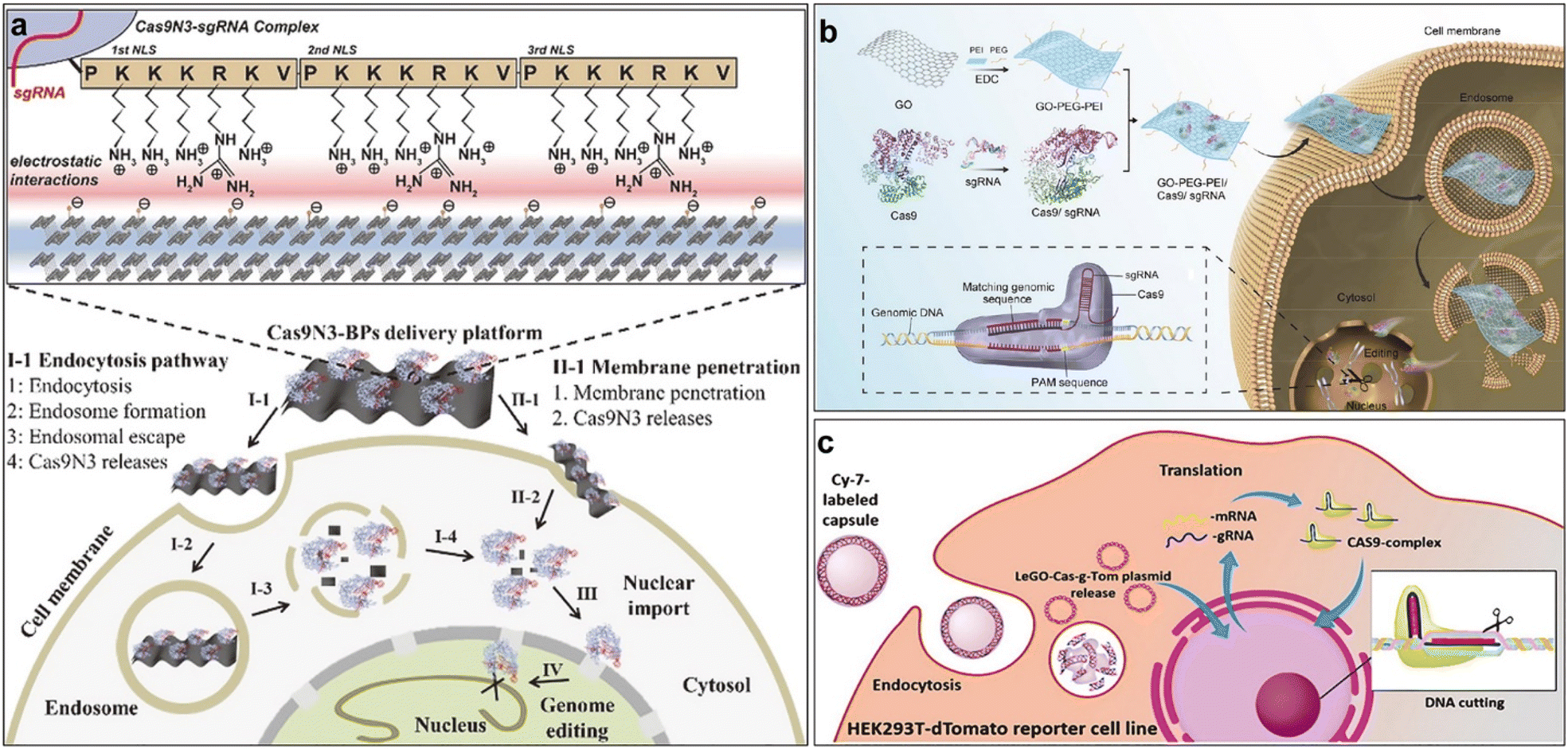 Synthetic nanoparticles for the delivery of CRISPR/Cas9 gene