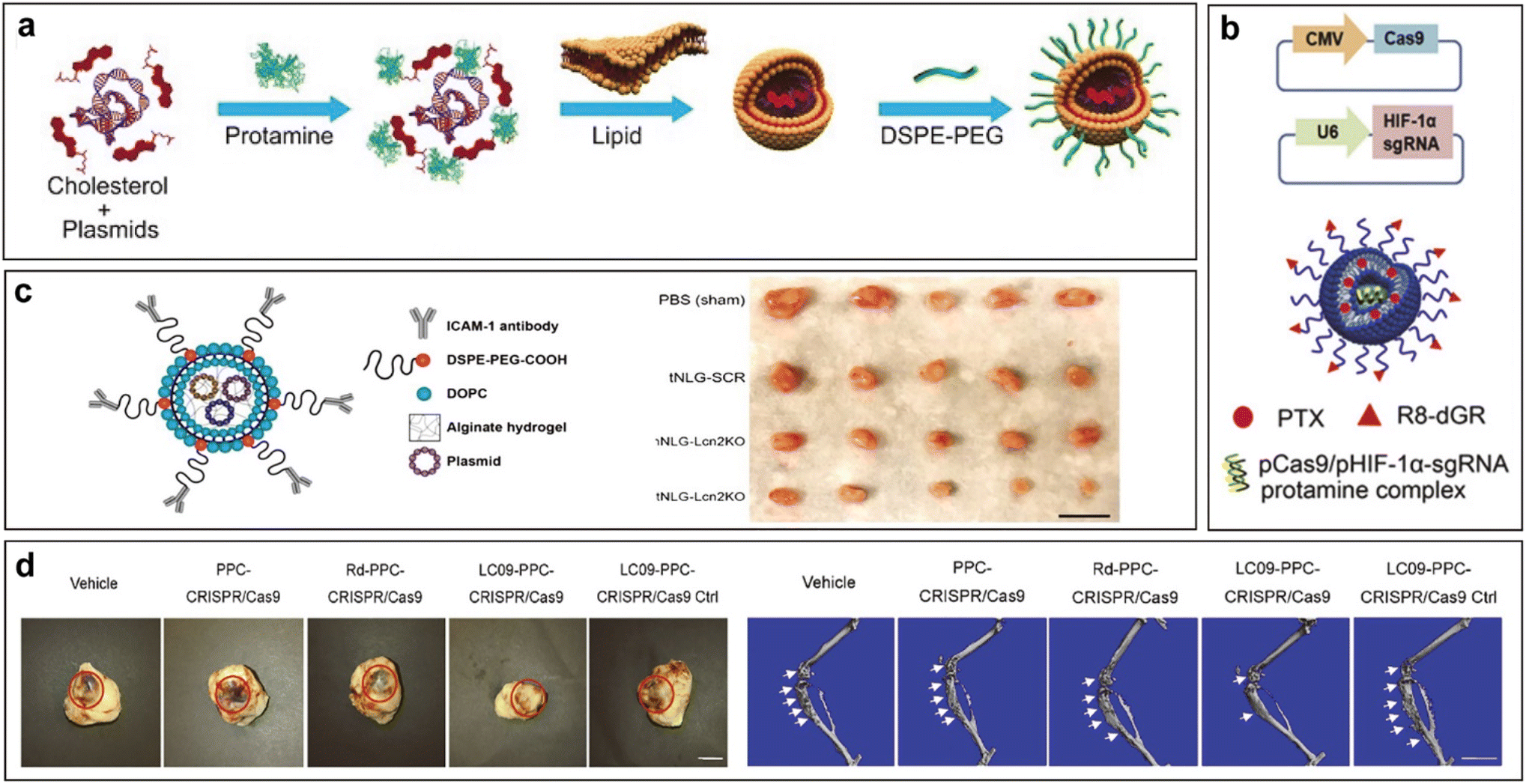 Synthetic nanoparticles for the delivery of CRISPR/Cas9 gene 