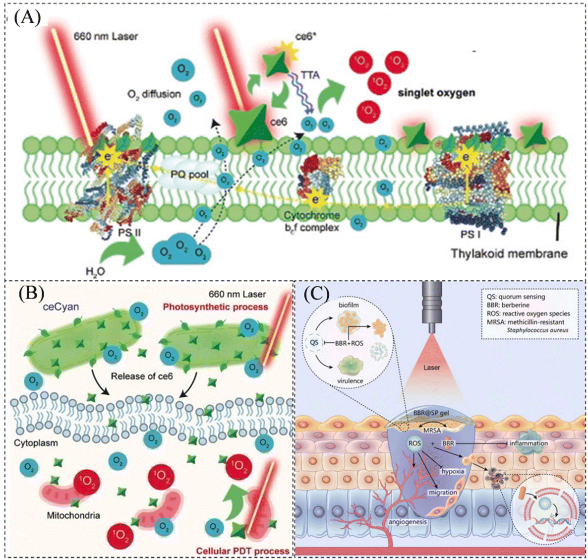 Structural Virology: The Key Determinants in Development of