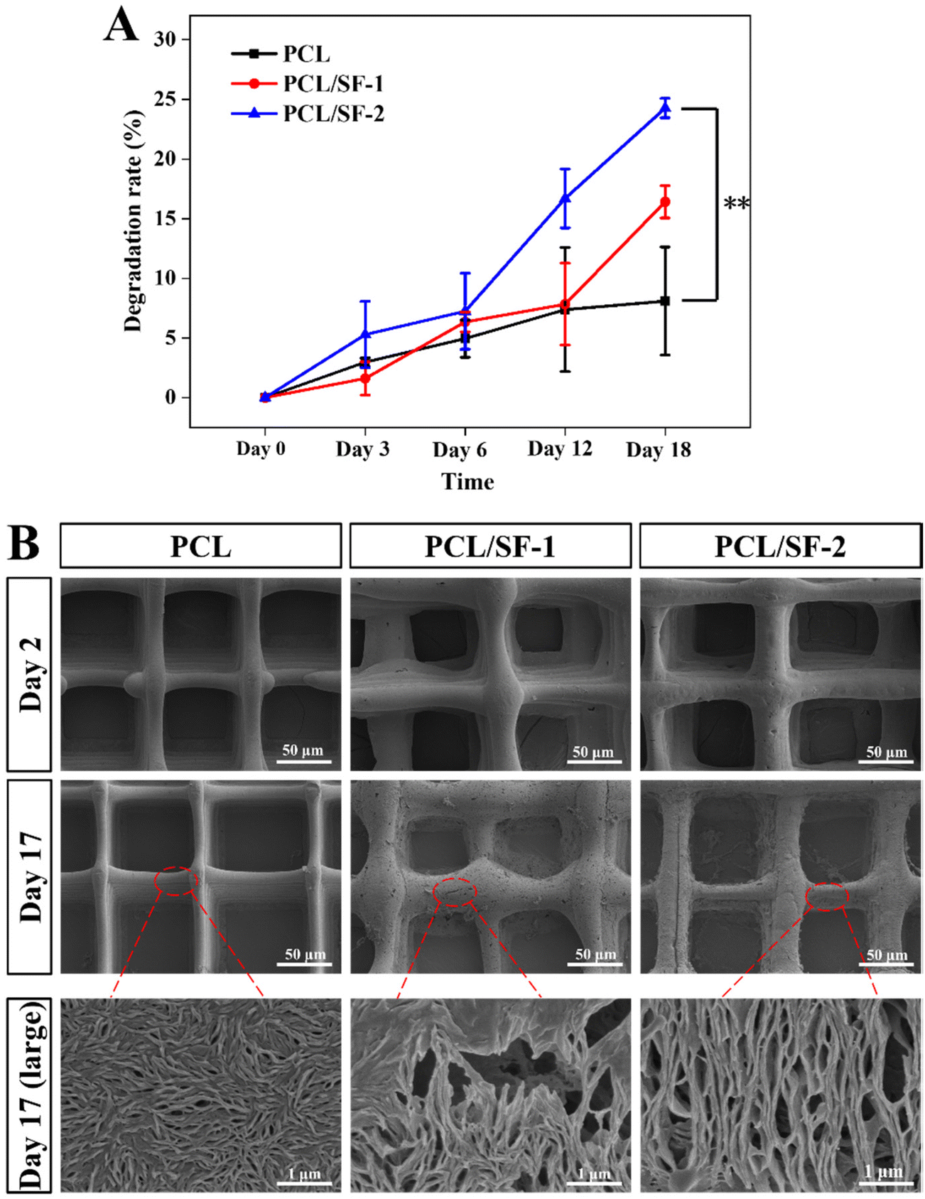 Detail of the degraded geometries: (a) PCL filament at 24 h; (b)