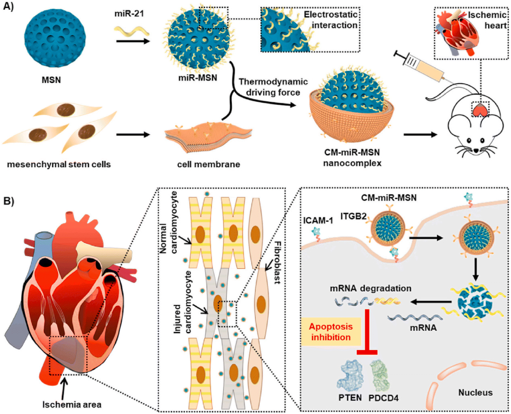 Nanocarriers for gene delivery to the cardiovascular system - Biomaterials  Science (RSC Publishing) DOI:10.1039/D3BM01275A