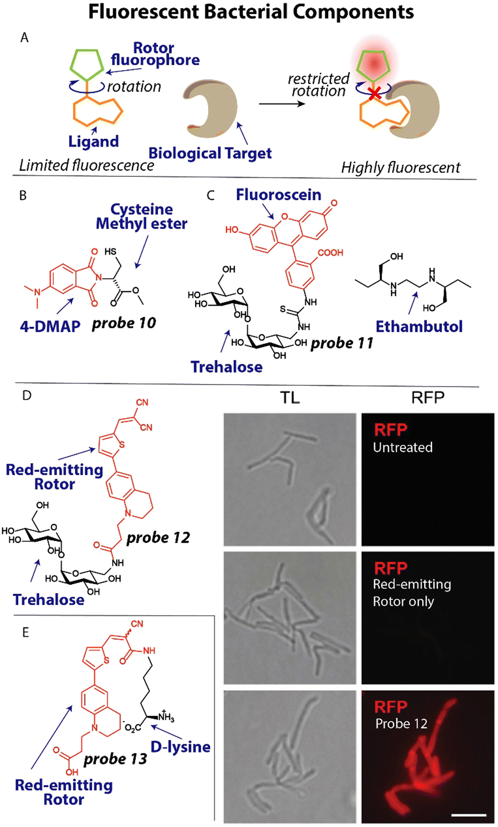 Exploring antibiotic resistance with chemical tools - Chemical  Communications (RSC Publishing) DOI:10.1039/D3CC00759F