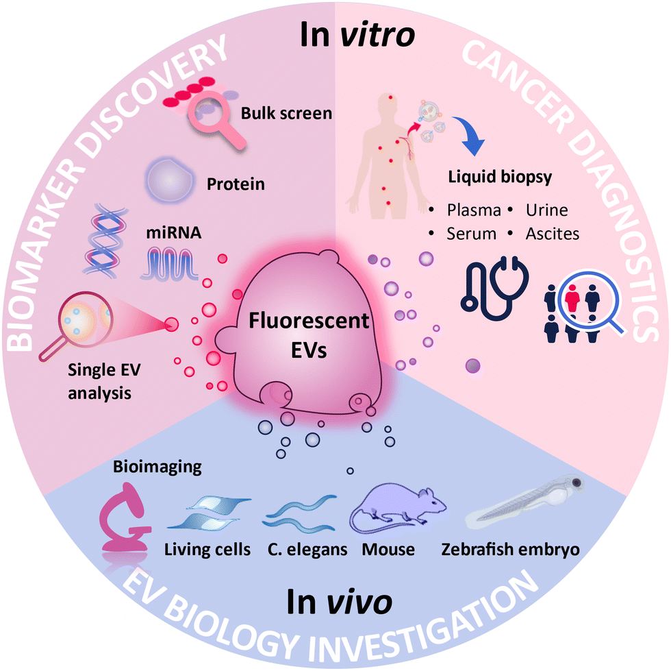 In Vivo Real-Time Imaging of Extracellular Vesicles in Liver Regeneration  via Aggregation-Induced Emission Luminogens