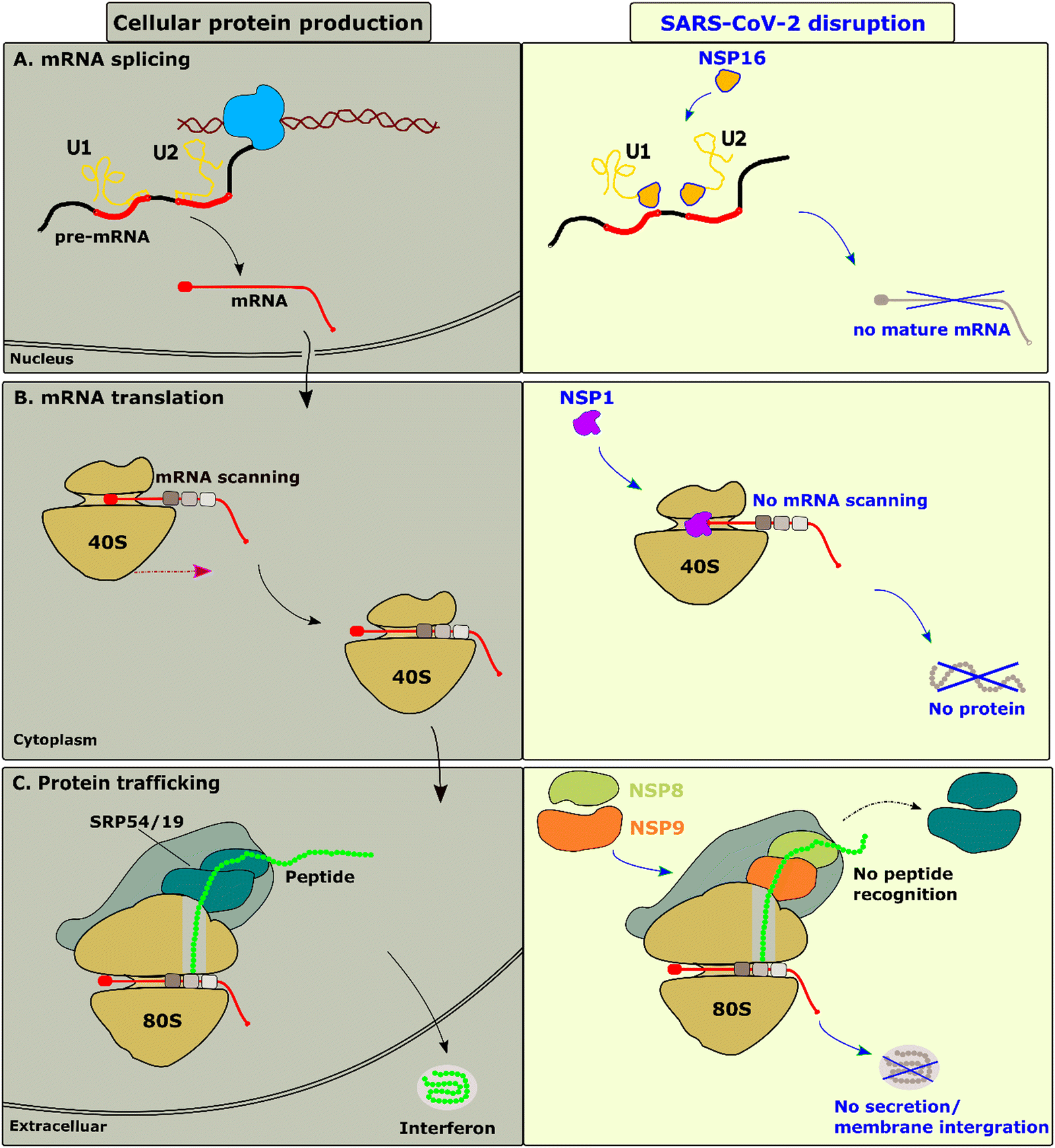 B.1.617.2 enters and fuses lung cells with increased efficiency