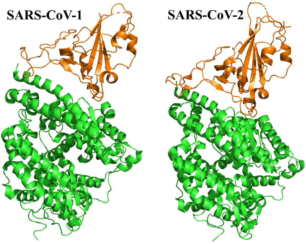 Ultrastructural analysis of SARS-CoV-2 interactions with the host