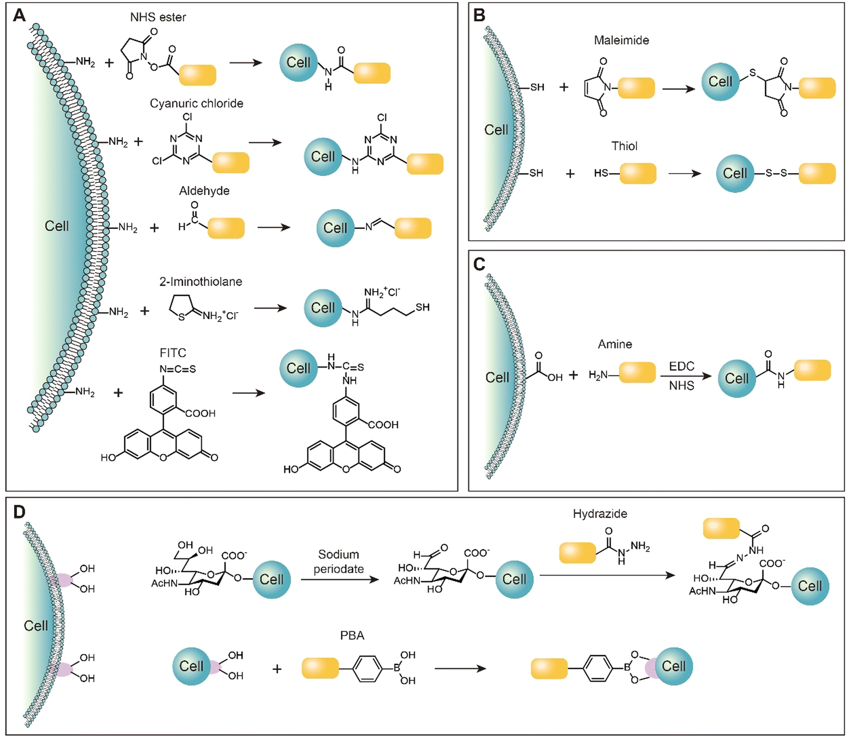 Chemically engineering cells for precision medicine - Chemical 