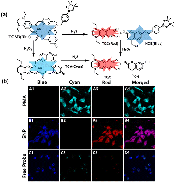 A biomarker (ONOO-)-activated multicolor fluorescent probe for