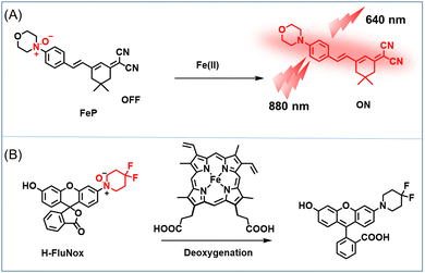 Design and fluorescence properties of Cl-sensor. (A) Schematic