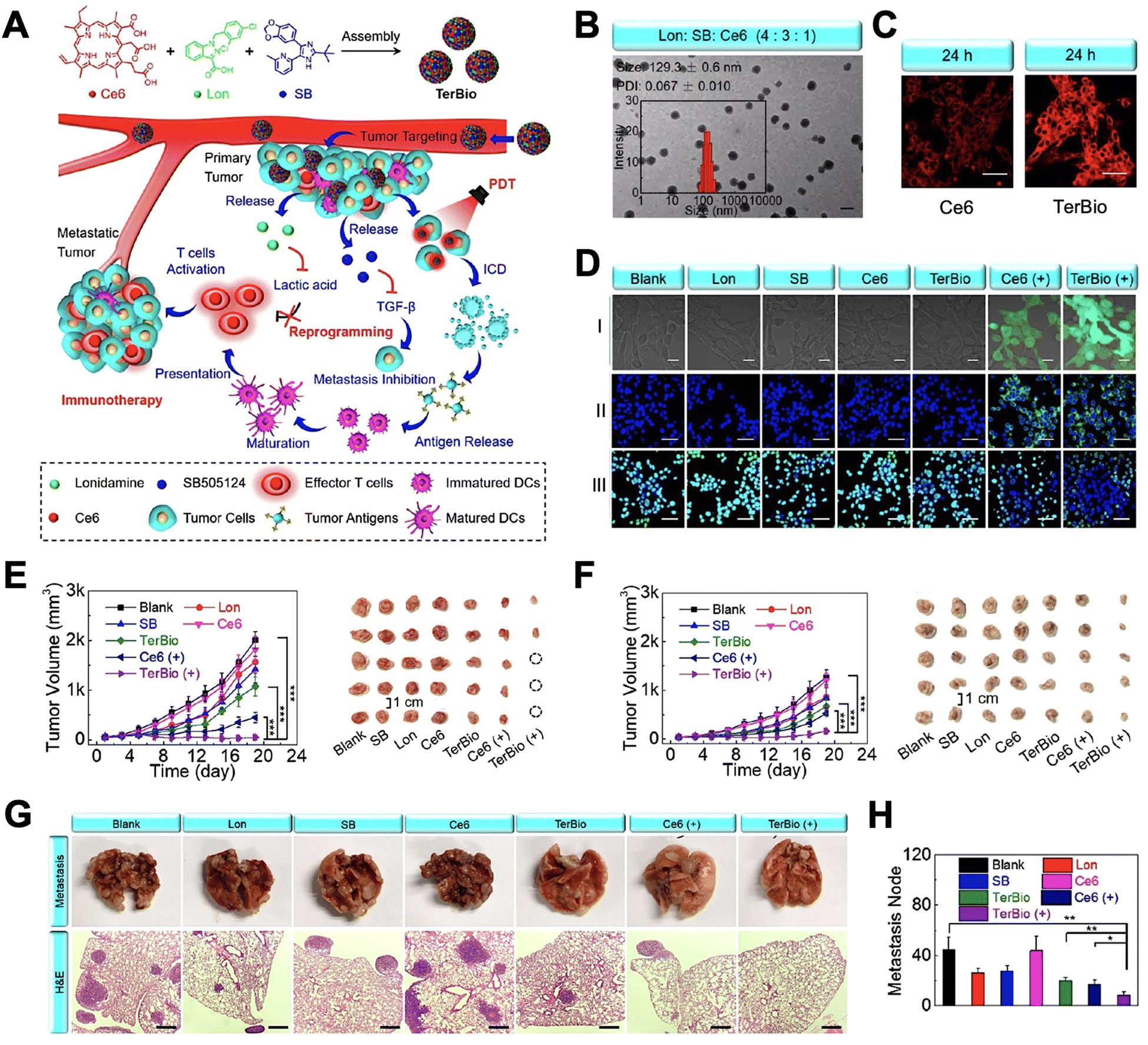 MC 2012-2025 Kawasaki ZX-14 Slip-On Dual MC36 Carbon – Shop M4