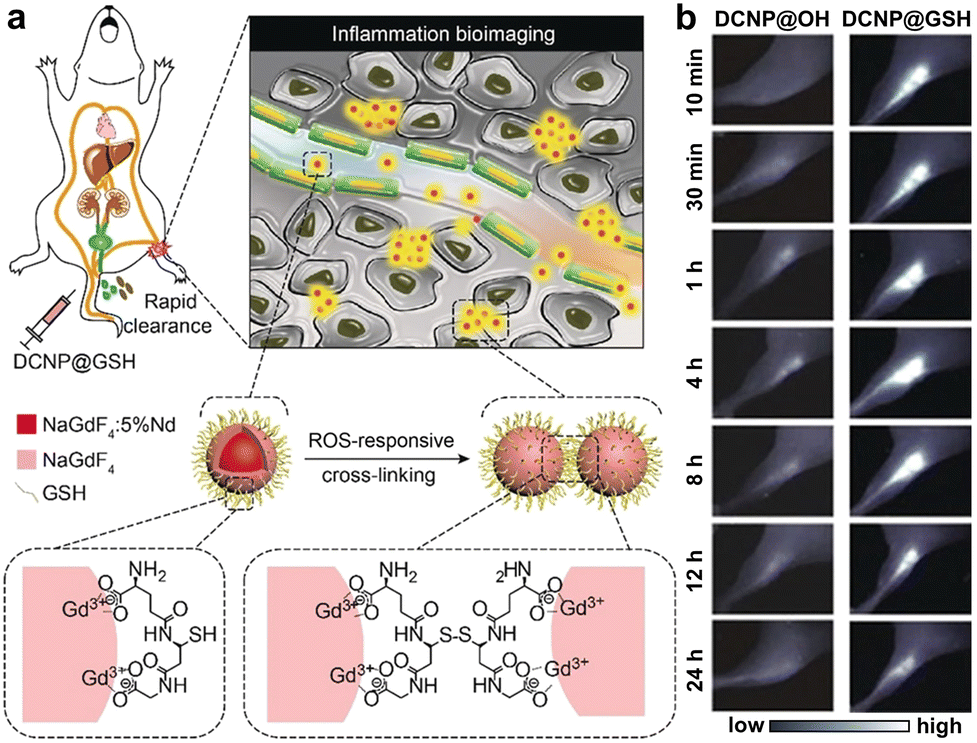 Emerging ultrasmall luminescent nanoprobes for in vivo bioimaging 