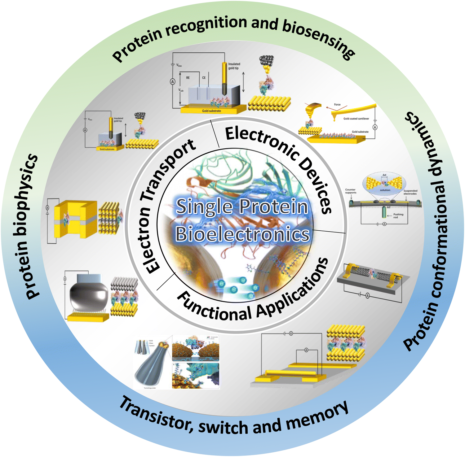 Single-molecular protein-based bioelectronics via electronic 