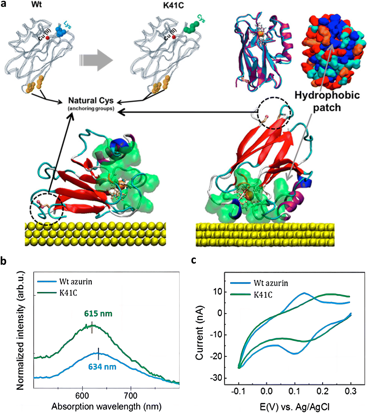 Single-molecular protein-based bioelectronics via electronic