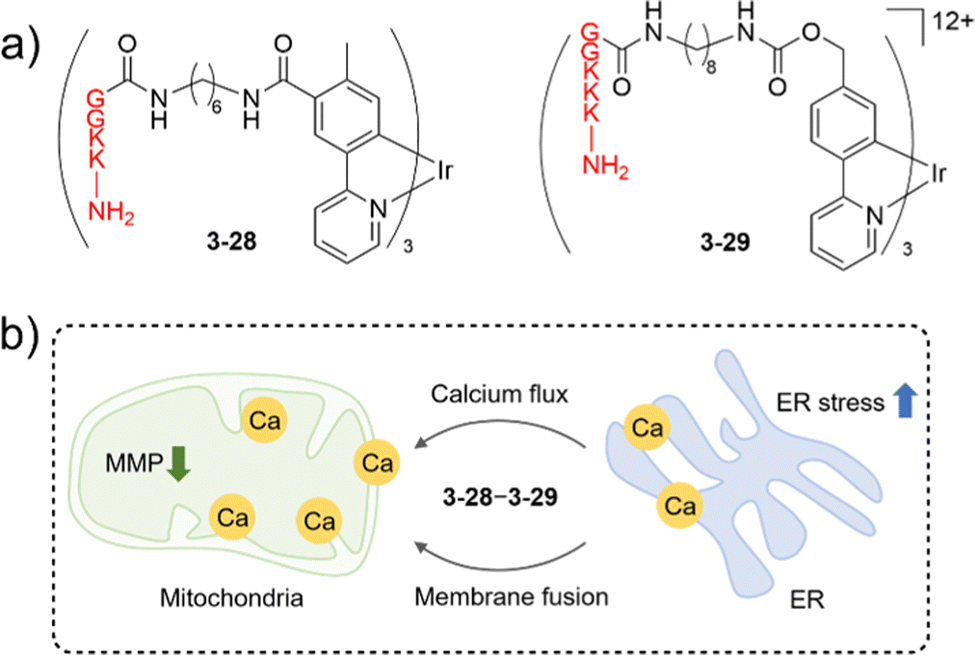 Organometallic anti-tumor agents: targeting from biomolecules to 