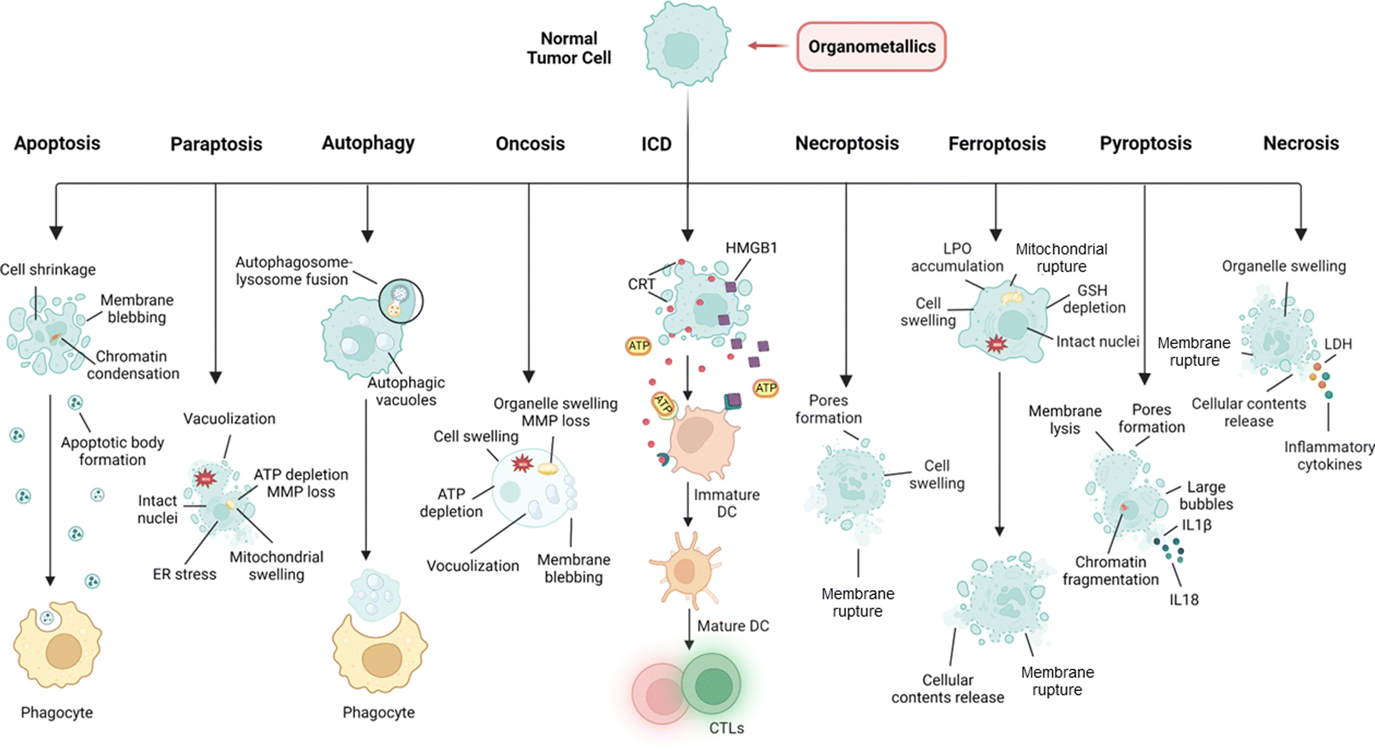 Organometallic anti-tumor agents: targeting from biomolecules to 