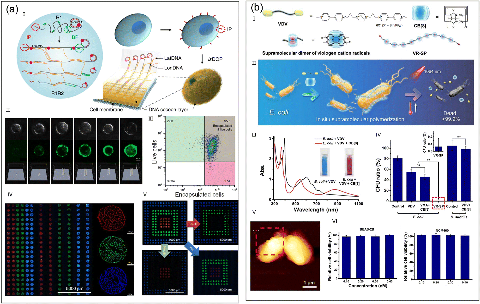 Engineered living materials grown from programmable Aspergillus