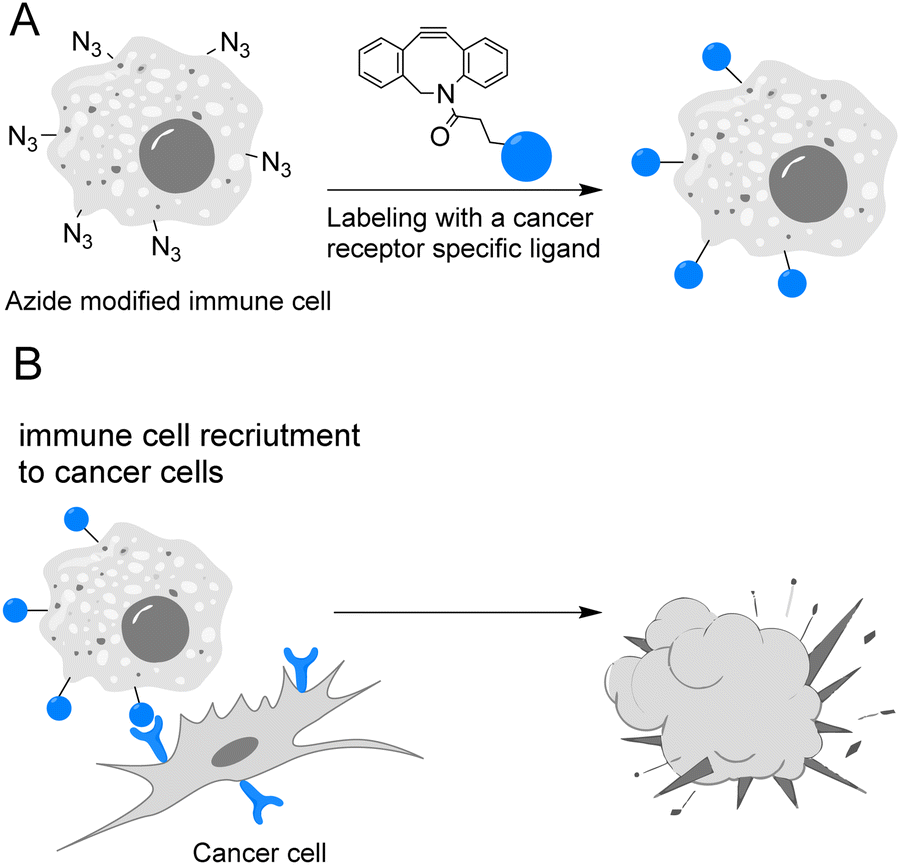 Metabolic glycoengineering – exploring glycosylation with Metabolic glycoengineering – exploring glycosylation with