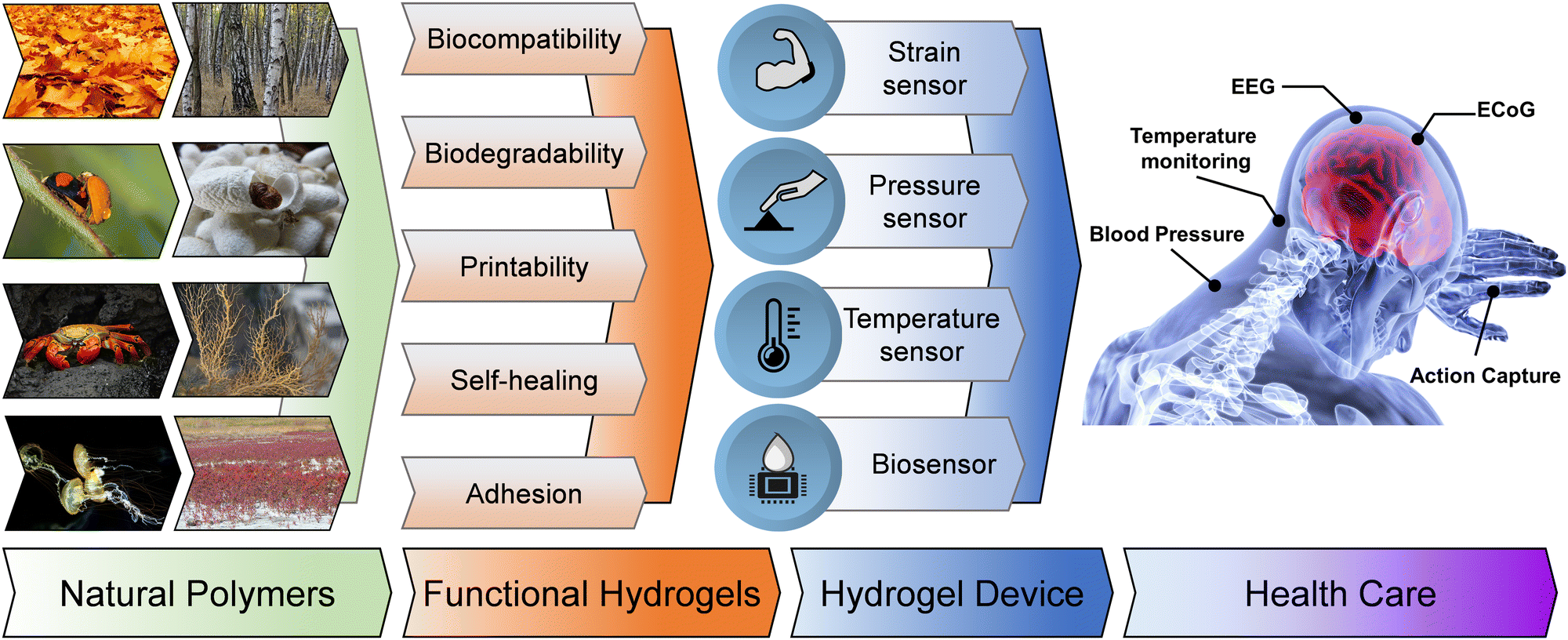 Highly stretchable rubberlike hydrogel with a homogeneous model network