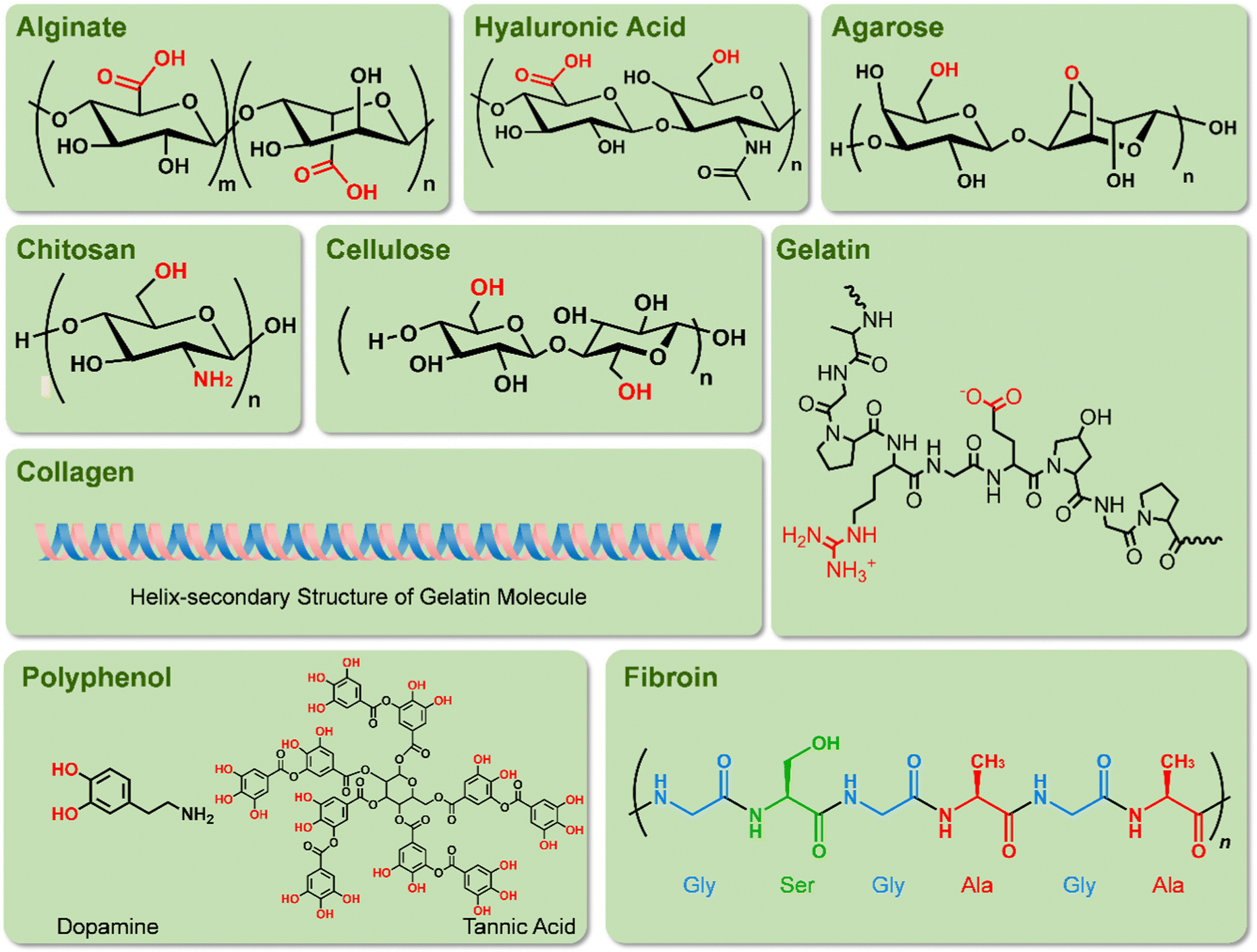 Interaction Pathways and Structure–Chemical Transformations of Alginate  Gels in Physiological Environments