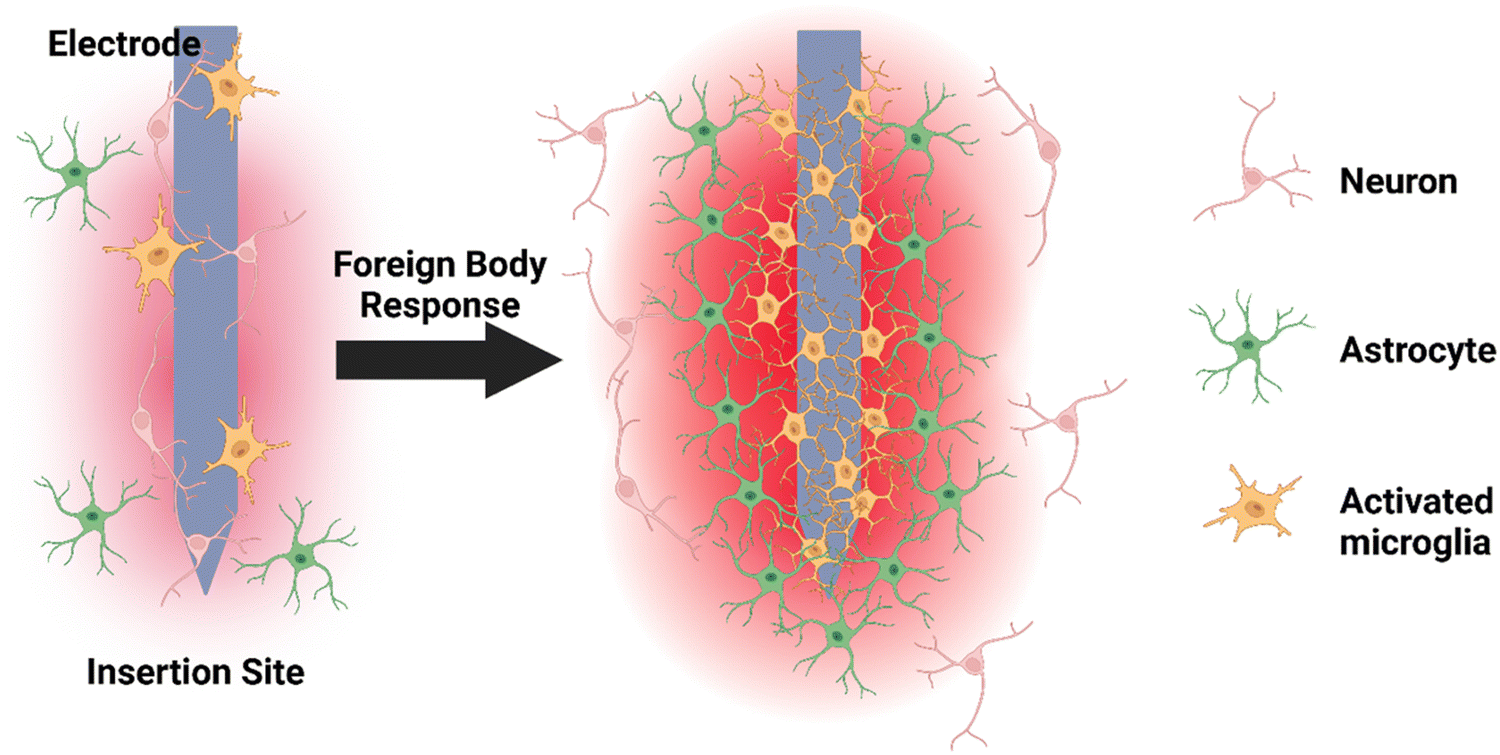 Semiconducting electrodes for neural interfacing: a review - Chemical  Society Reviews (RSC Publishing) DOI:10.1039/D2CS00830K