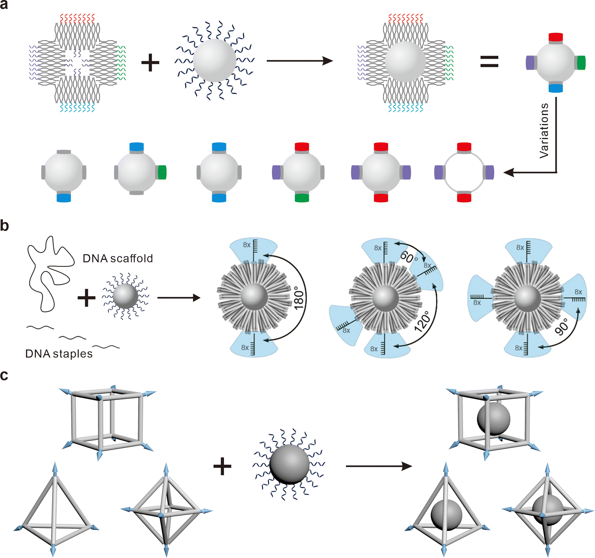 DNA-mediated regioselective encoding of colloids for programmable 