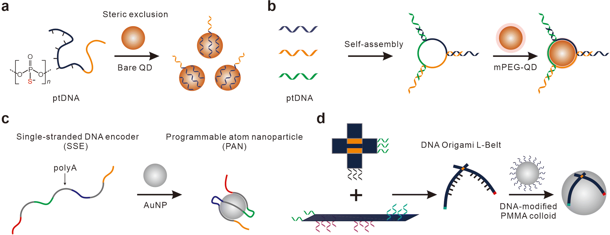 P-MODEL LIVEの方法 Ultrafast Spectral Signatures of Laser-Induced Chalcogen