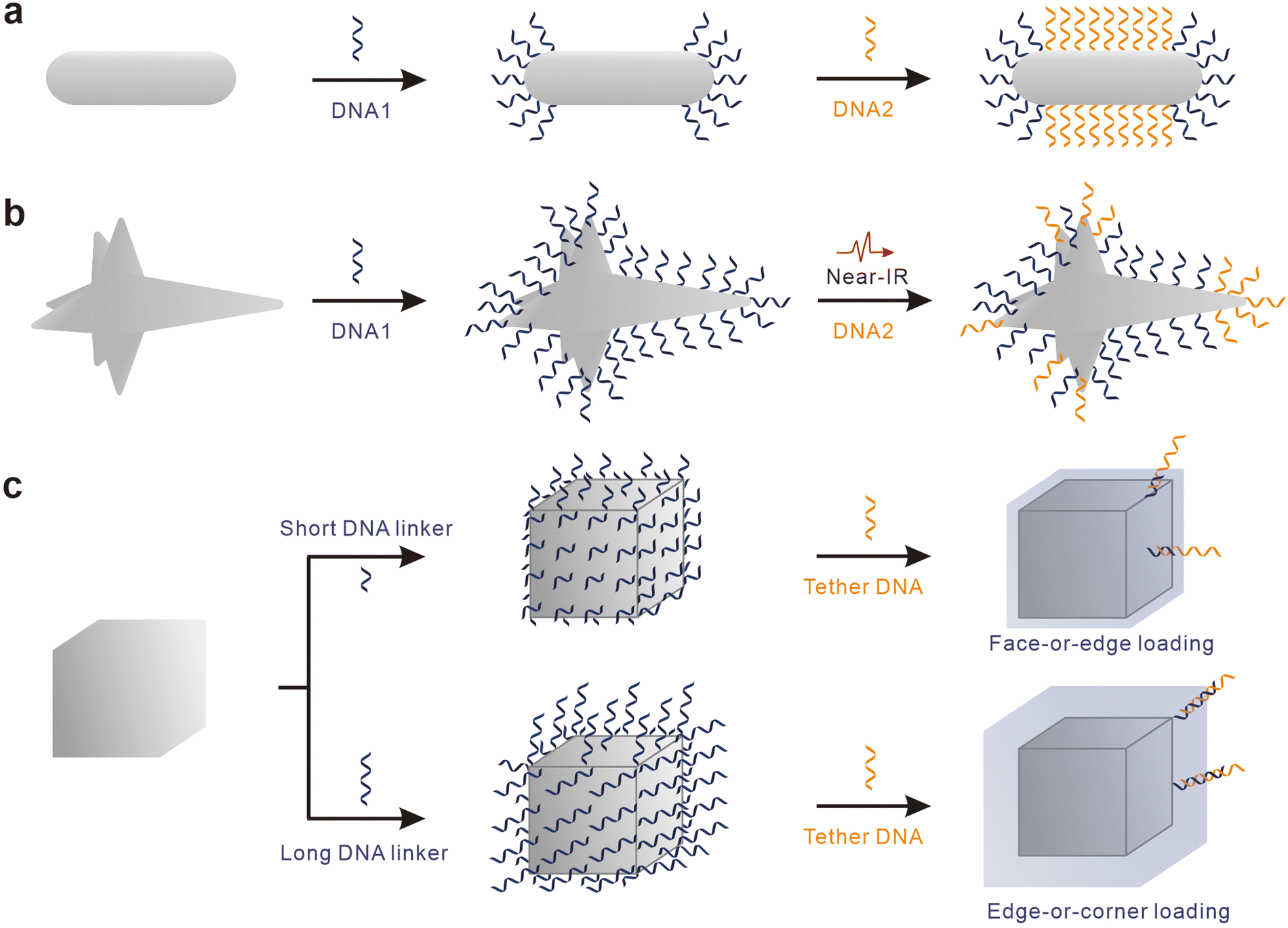 DNA-mediated regioselective encoding of colloids for programmable 