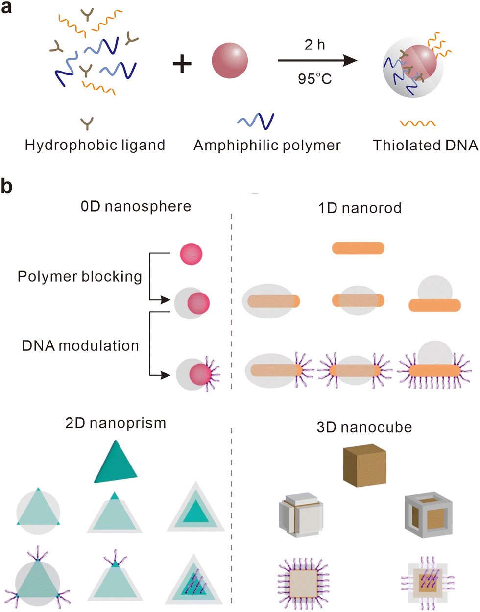 DNA-mediated regioselective encoding of colloids for programmable 