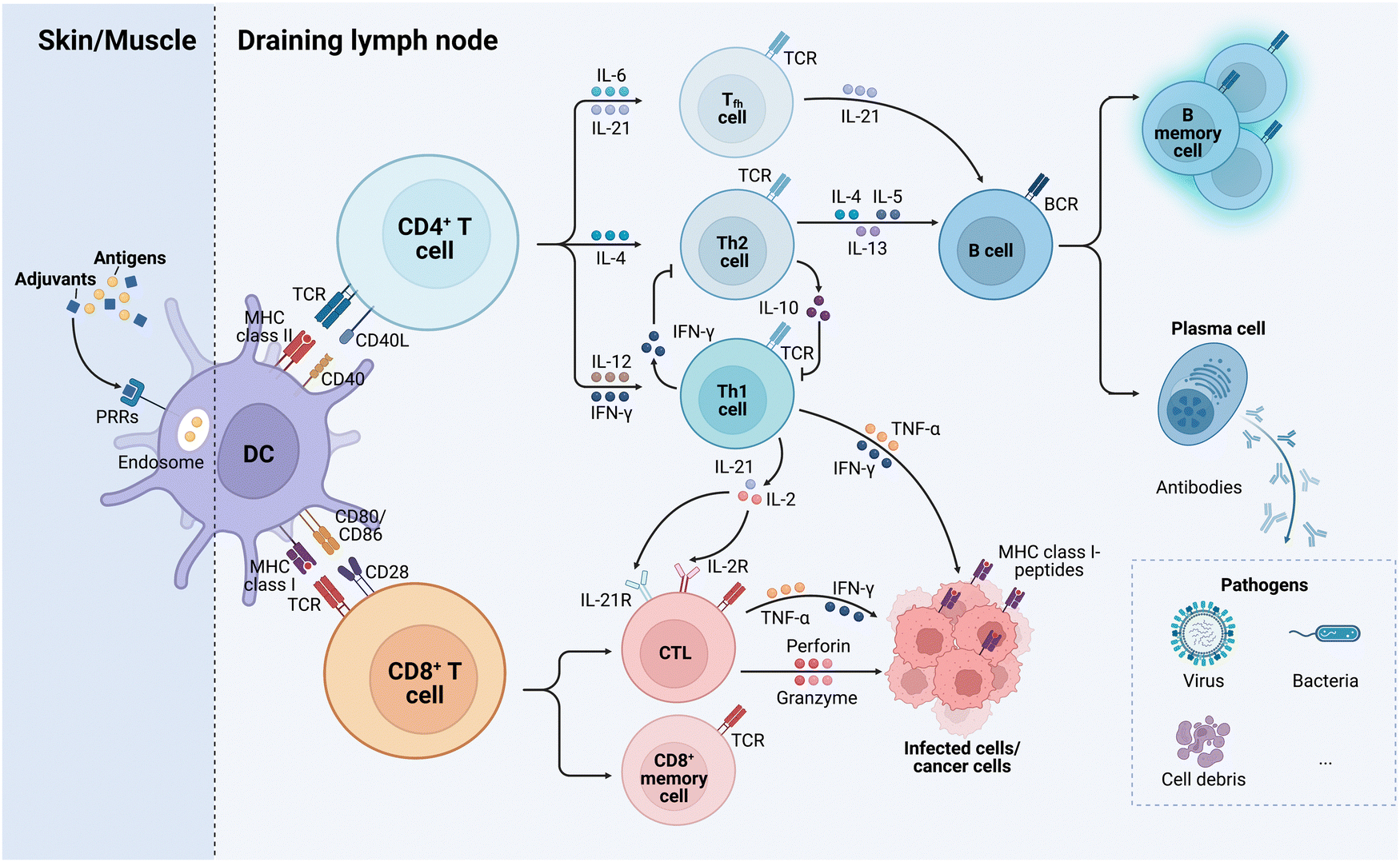 Adjuvant physiochemistry and advanced nanotechnology for vaccine