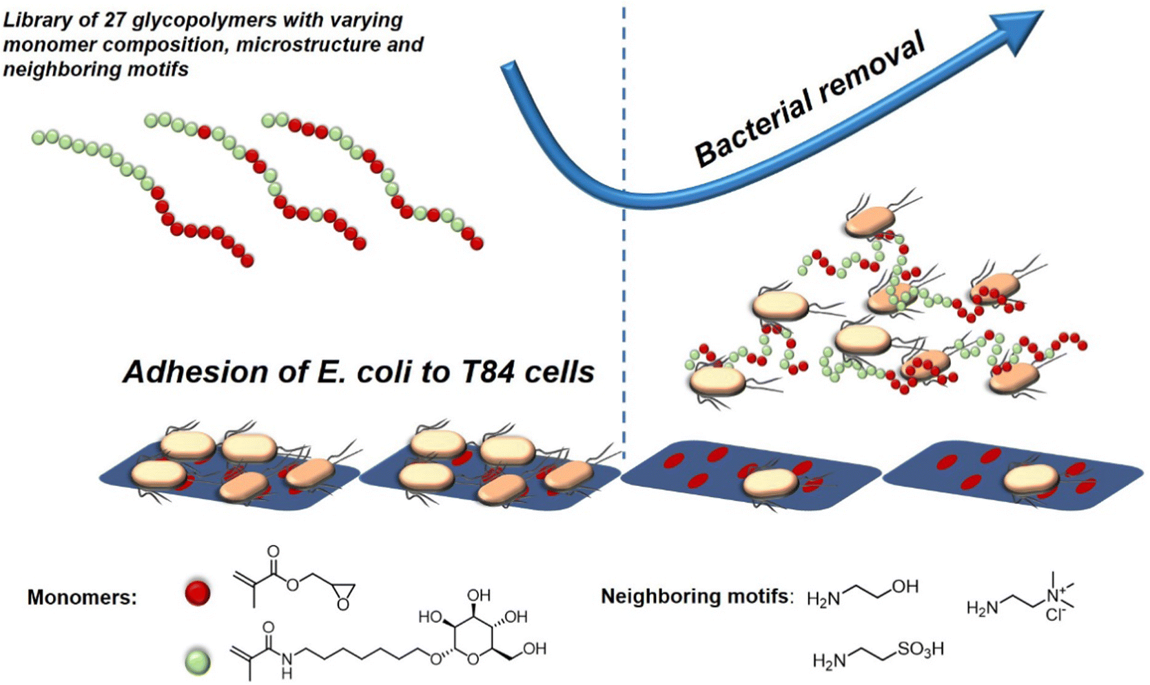 Full article: Intestinal mucin-type O-glycans: the major players in the  host-bacteria-rotavirus interactions