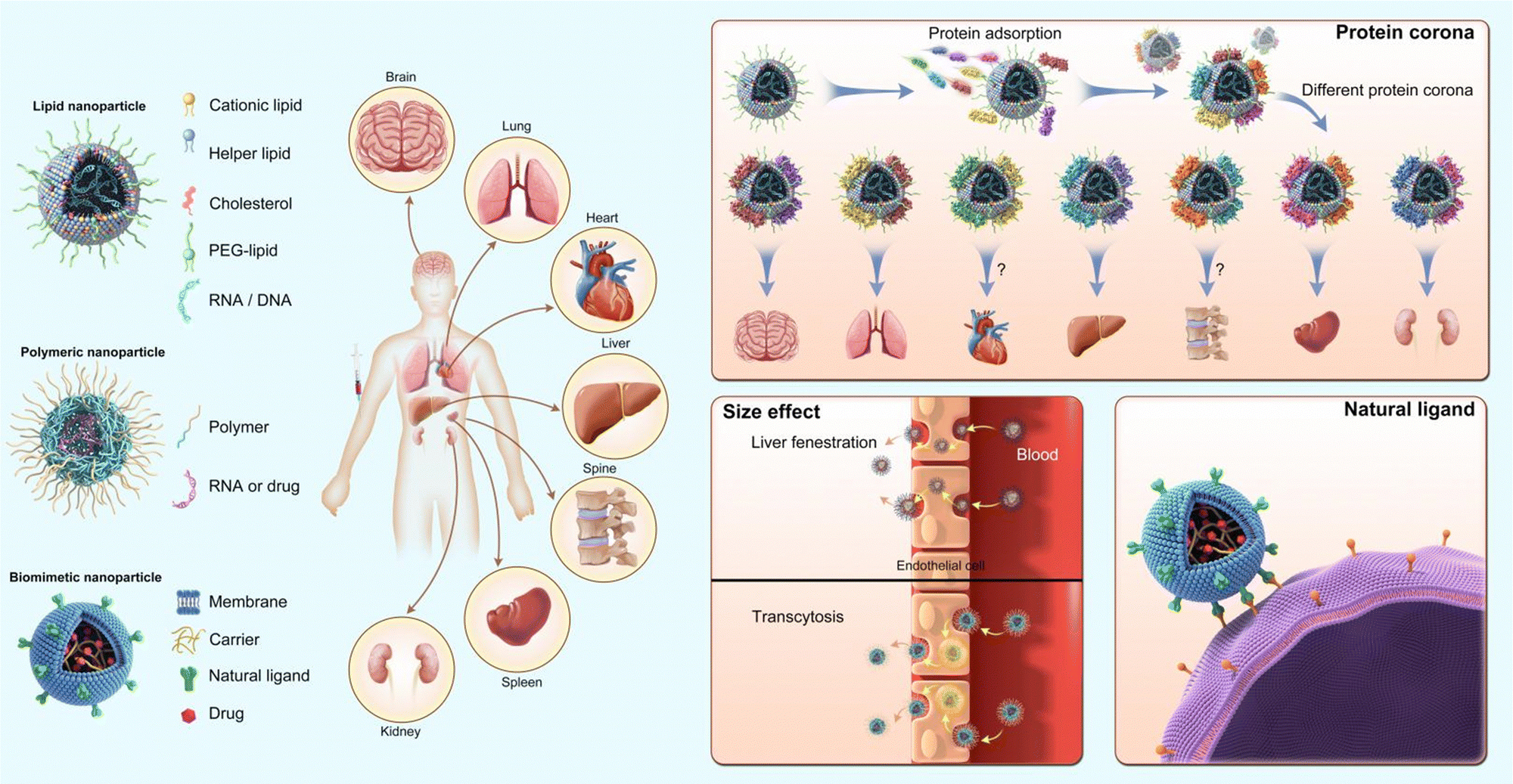 Passive' nanoparticles for organ-selective systemic delivery