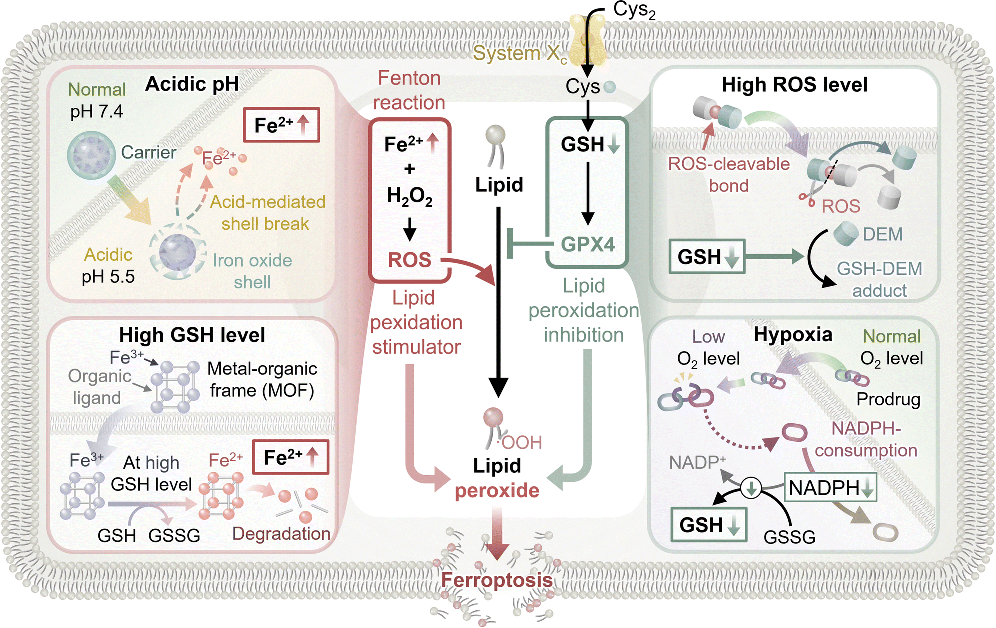 Stimuli-responsive ferroptosis for cancer therapy - Chemical 