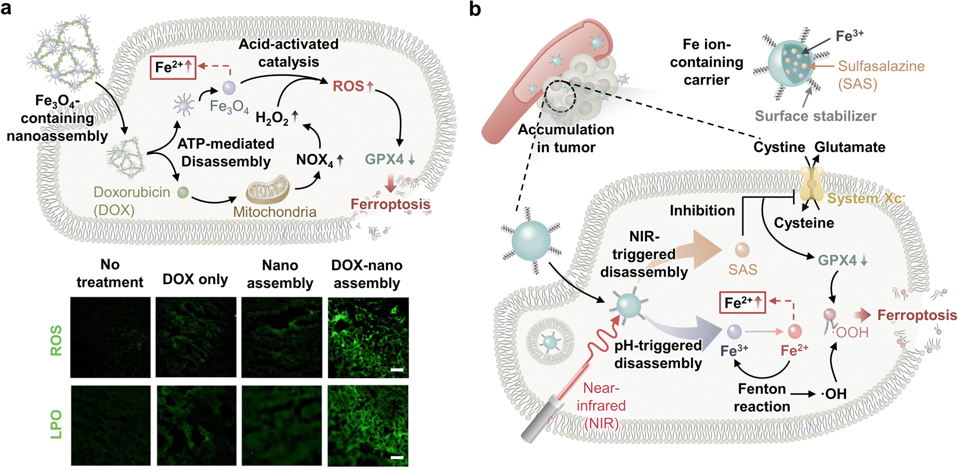 Stimuli-responsive ferroptosis for cancer therapy - Chemical