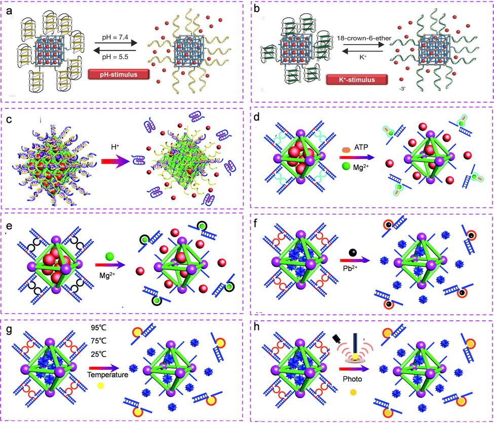 yy様 Mechanisms of Action of the Peptide Toxins Targeting Human
