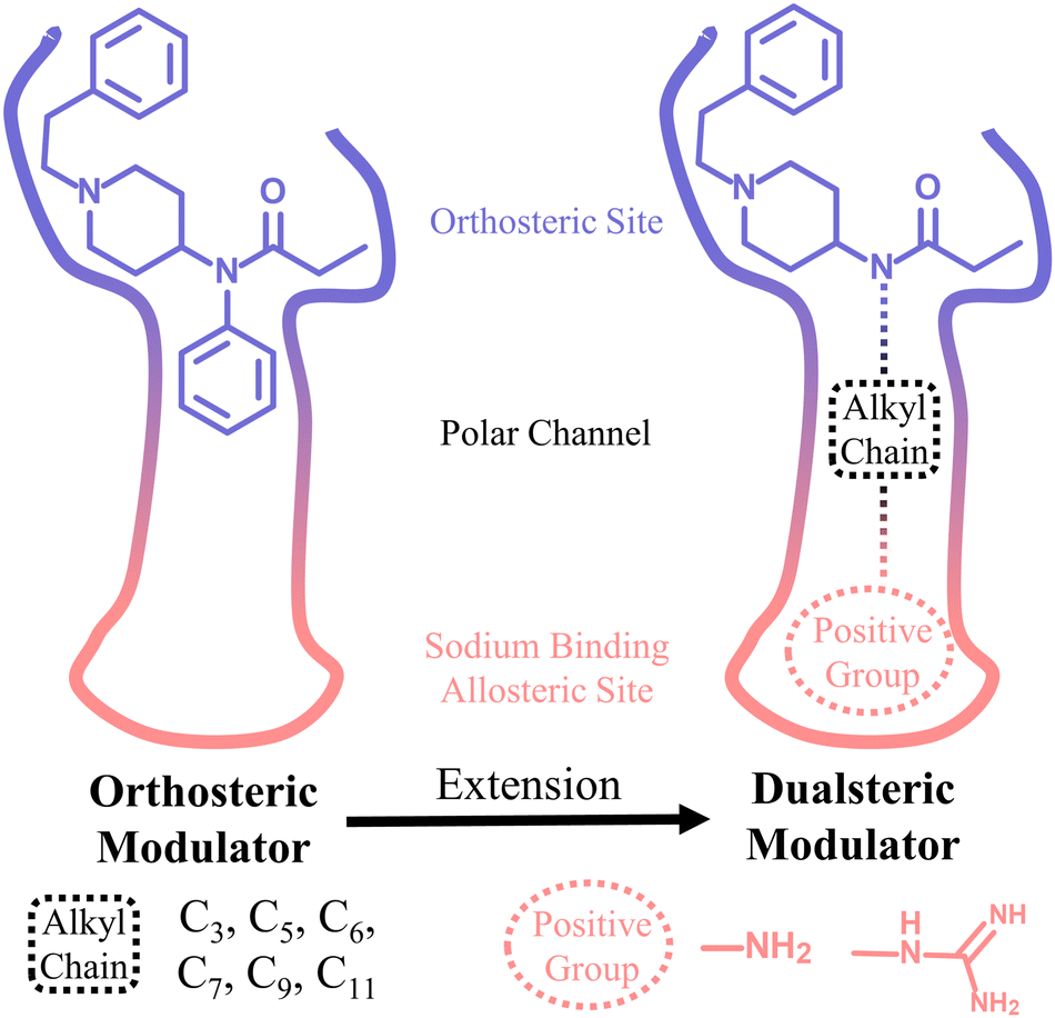 Designing drugs and chemical probes with the dualsteric