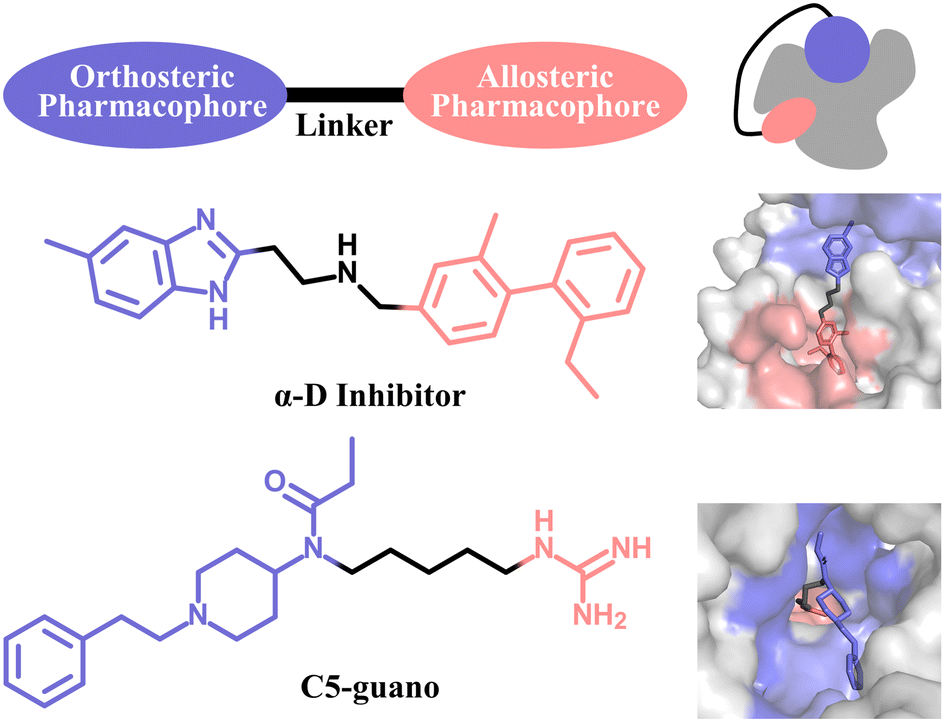 Designing drugs and chemical probes with the dualsteric approach 