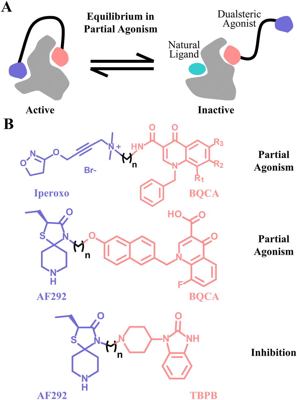 Designing drugs and chemical probes with the dualsteric approach - Chemical  Society Reviews (RSC Publishing) DOI:10.1039/D3CS00650F
