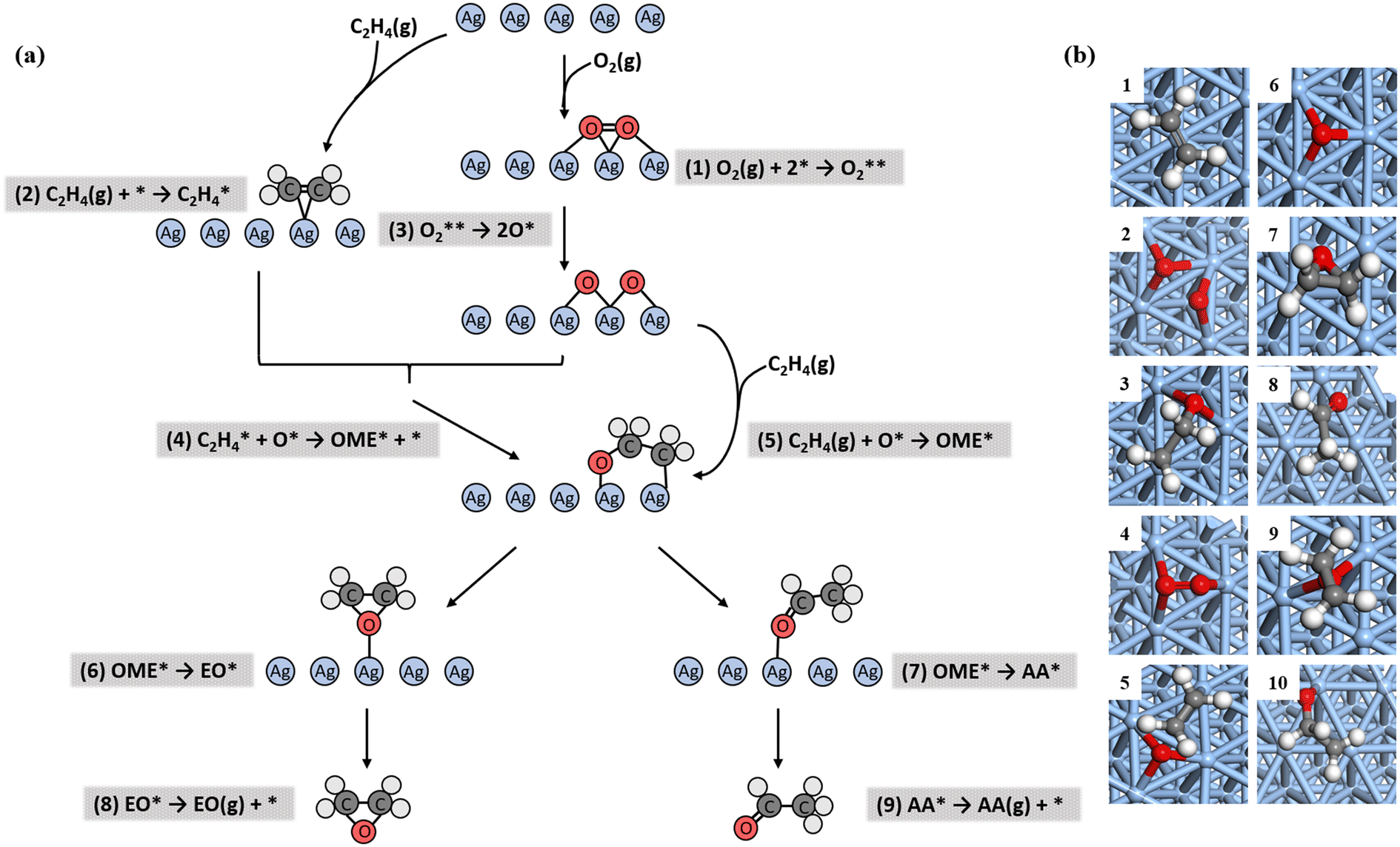 Insights into coverage affected selective catalytic oxidation of