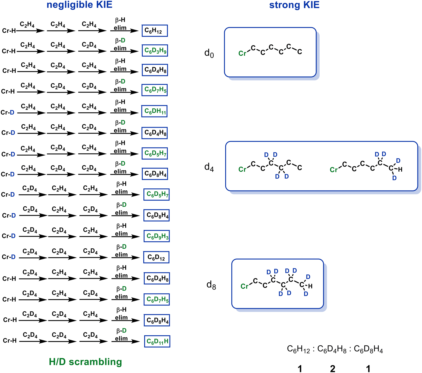 Unravelling the chain growth mechanism in Cr NNN catalysed