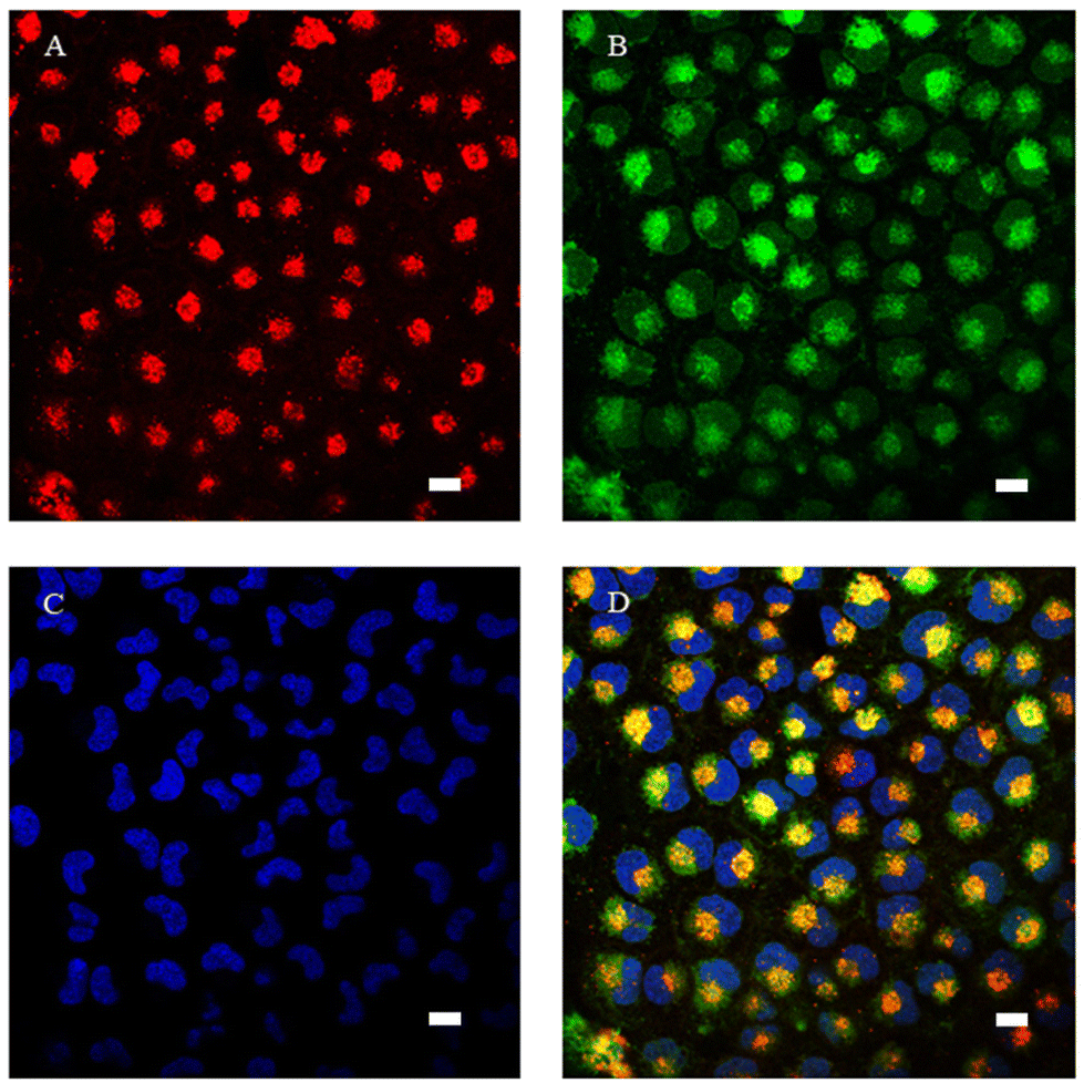 A new family of luminescent iridium complexes: synthesis, optical, and  cytotoxic studies - Dalton Transactions (RSC Publishing)  DOI:10.1039/D3DT00028A