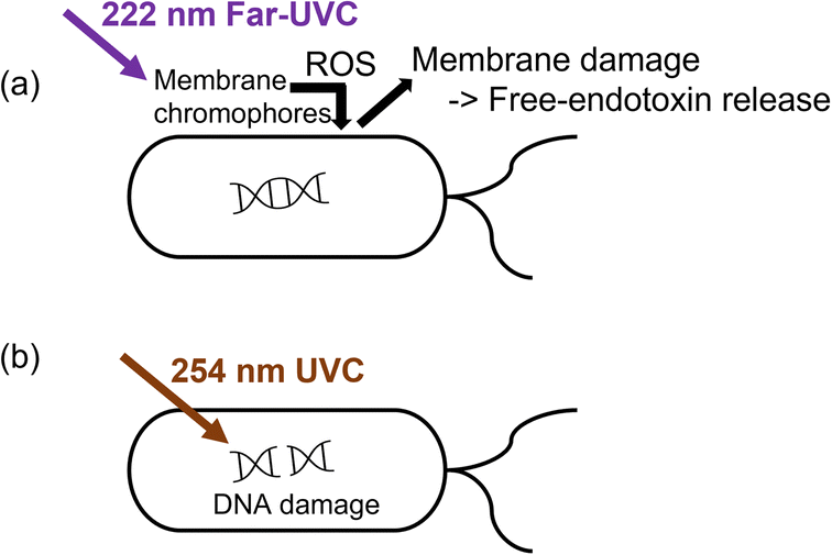 Staphylococcus Aureus is Inactivated by Germicidal UV-C Light