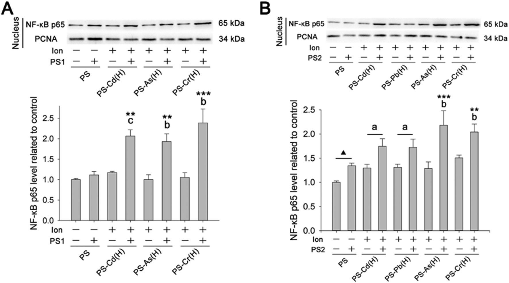 Distribution of Micro-Nano PS, DEHP, and/or MEHP in Mice and Nerve Cell  Models In Vitro after Exposure to Micro-Nano PS and DEHP