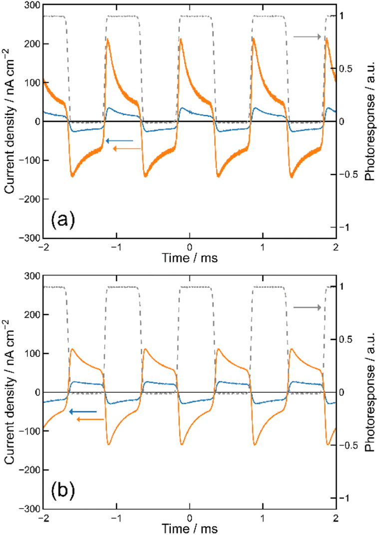 Optoelectronic conversion and polarization hysteresis in organic MISM