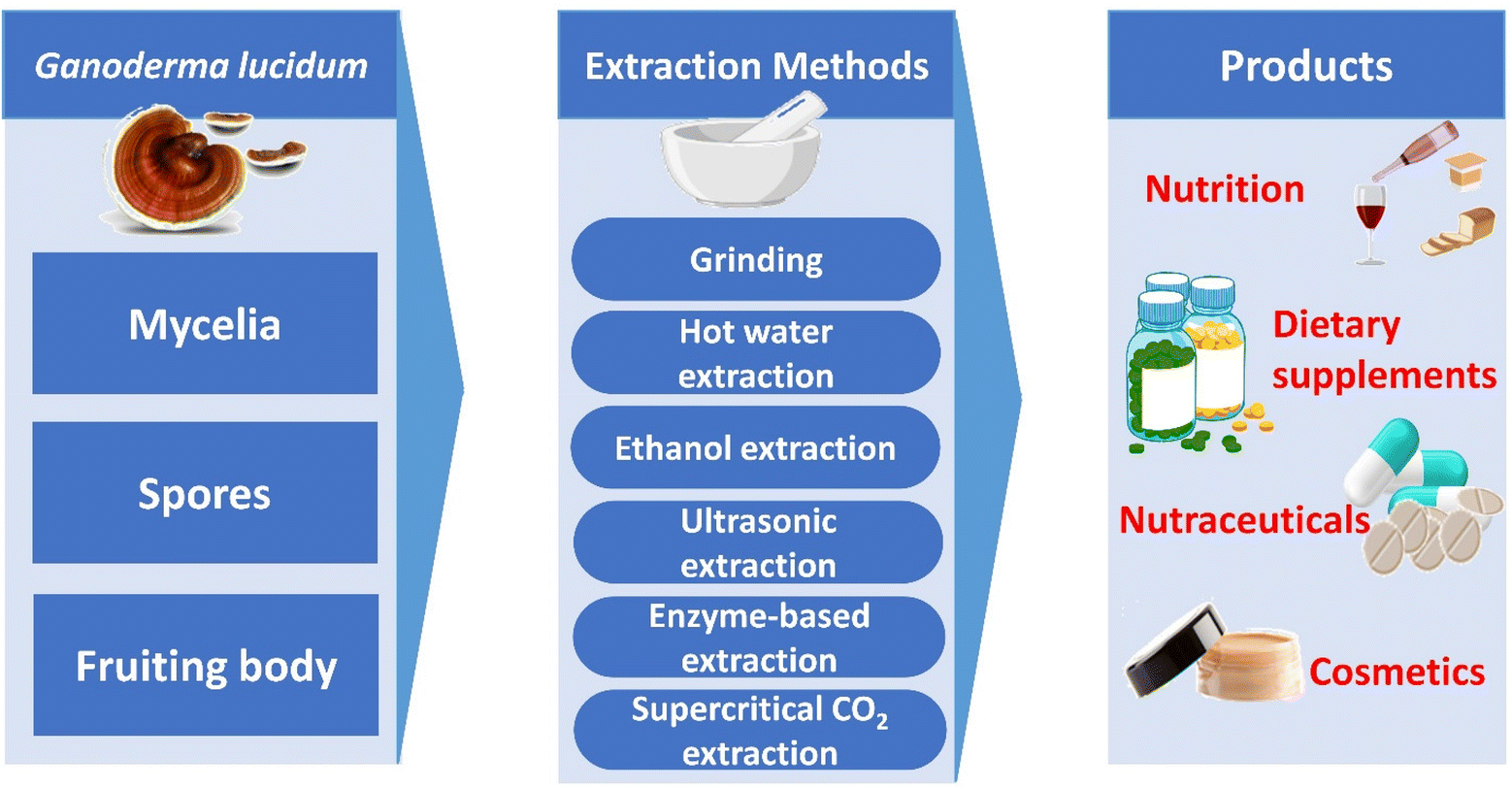 Therapeutic potential and nutritional significance of Ganoderma lucidum
