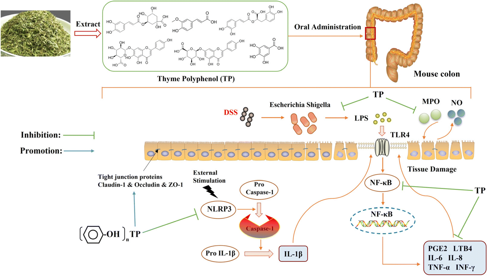 専用リンク Thyme ( Thymus vulgaris L.) polyphenols ameliorate DSS