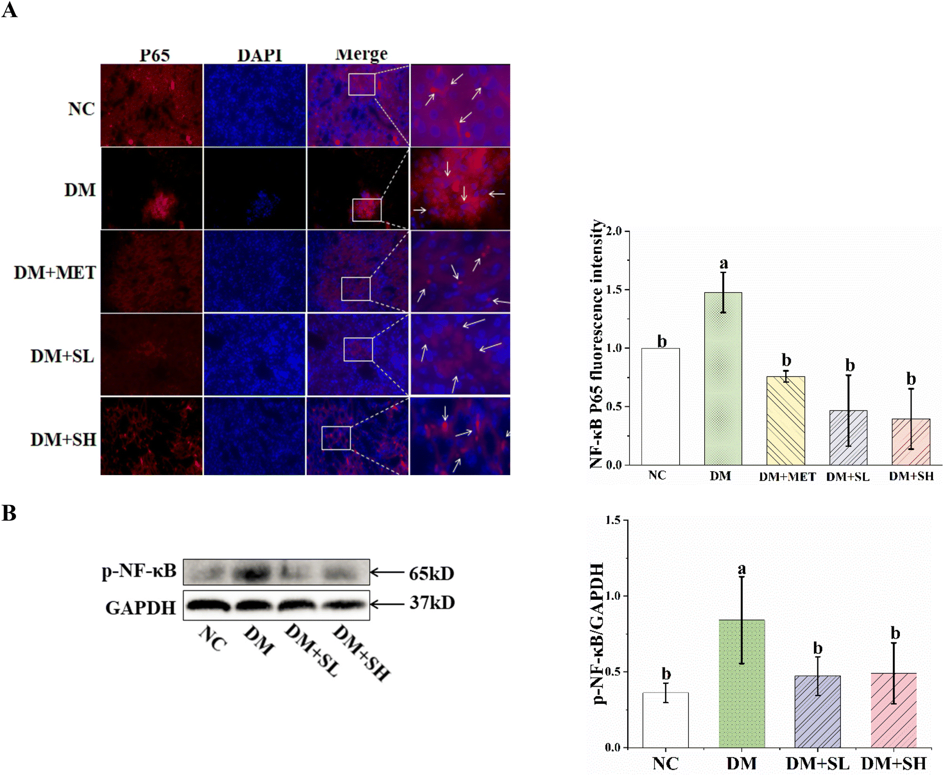 p -Synephrine ameliorates alloxan-induced diabetes mellitus