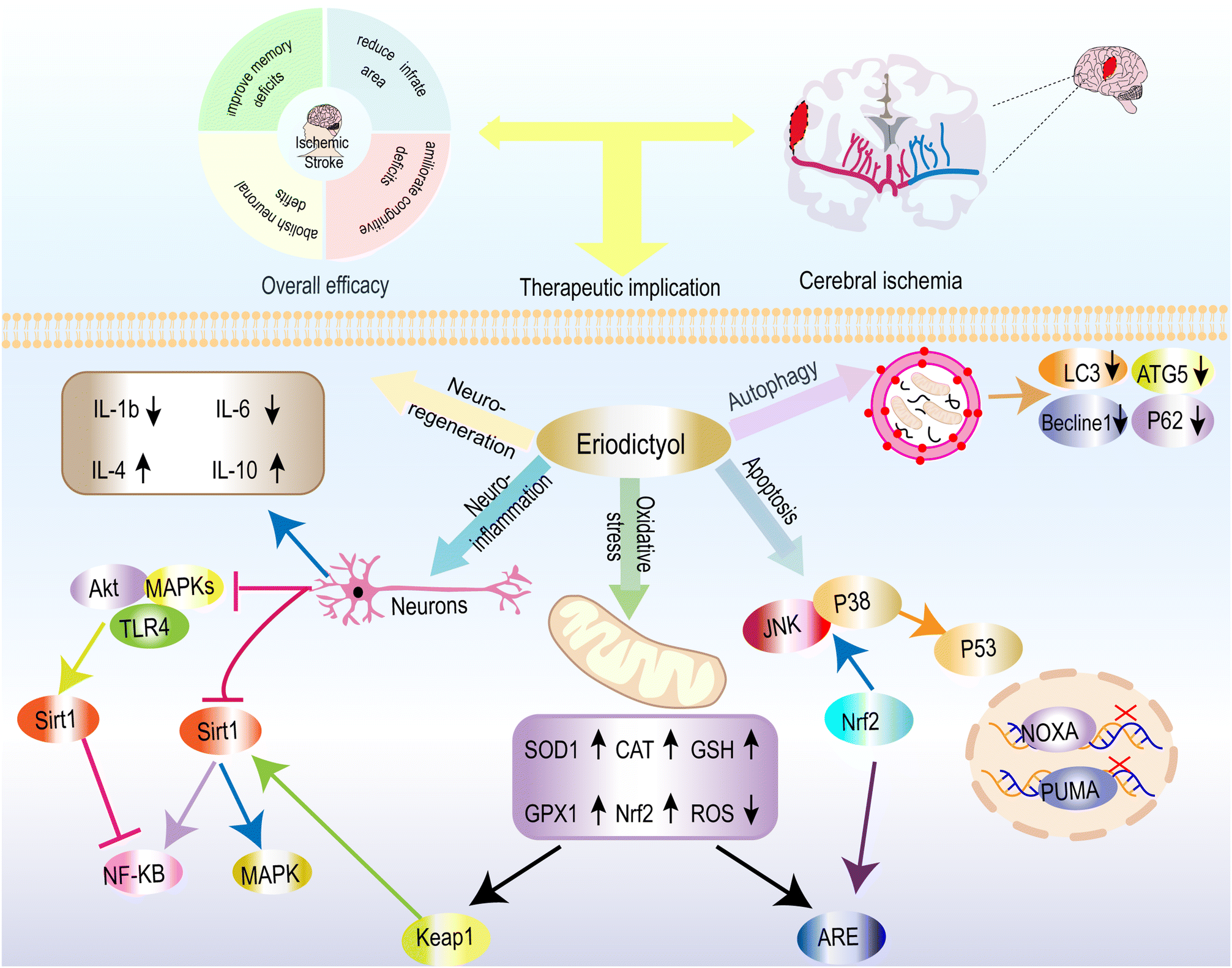 Pharmacokinetics and Biodistribution of Eriocitrin in Rats